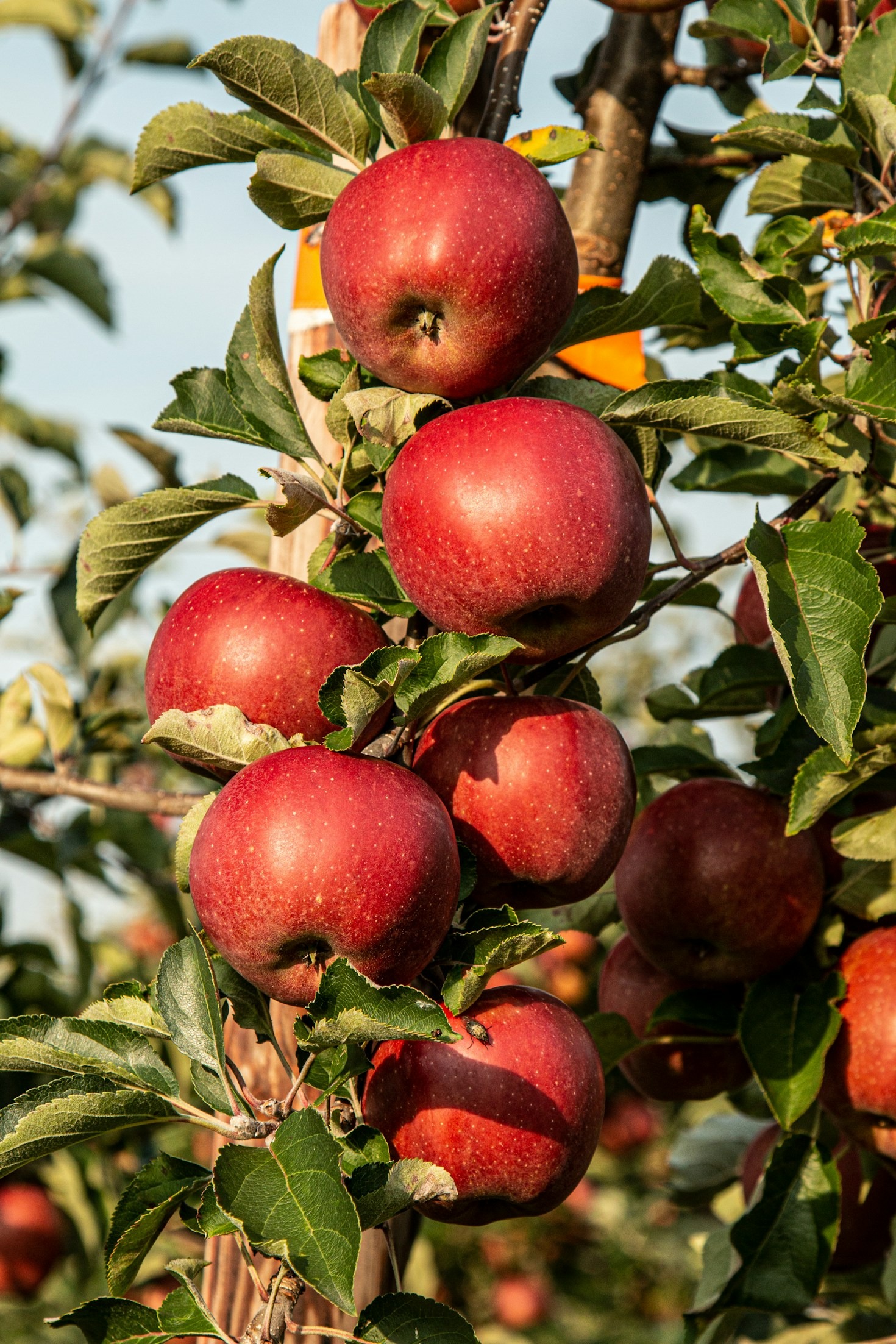 Les bienfaits des arbres fruitiers locaux