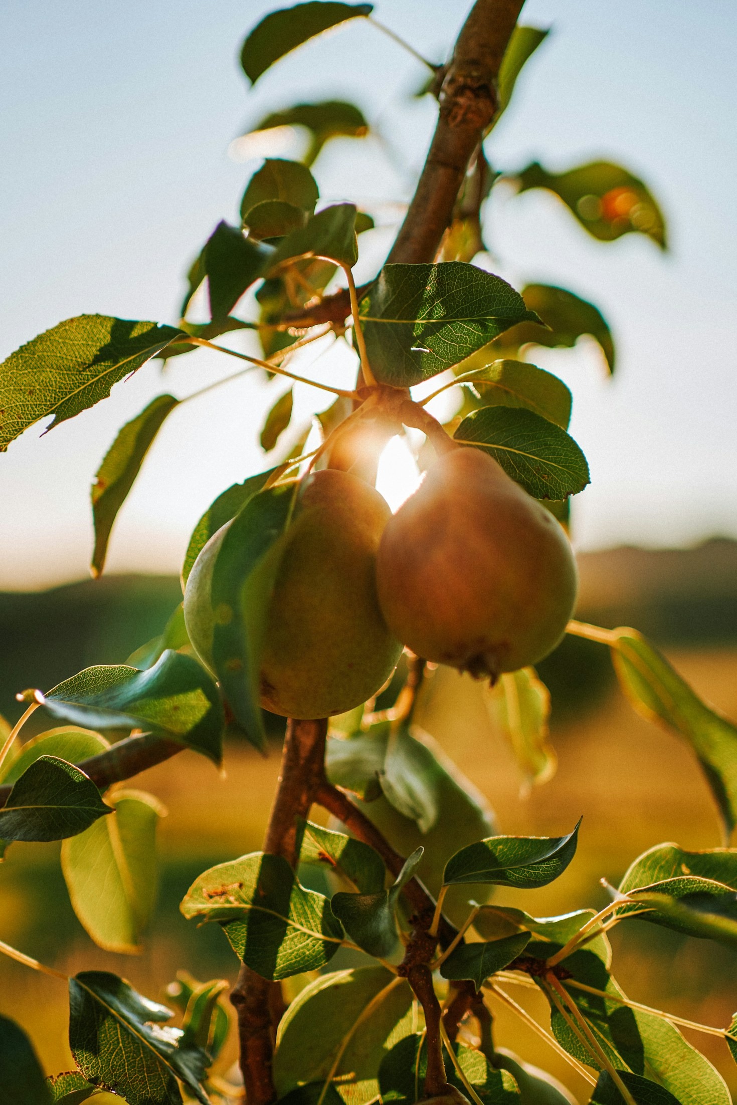 Pourquoi choisir des arbres biologiques pour votre verger