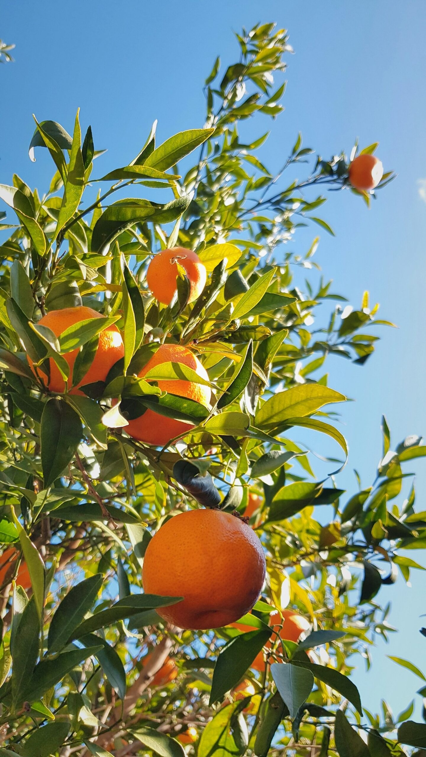 Comment sélectionner les meilleurs figuiers pour votre jardin